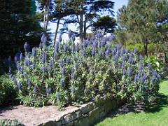 130 Ile de Batz Jardin Georges Delaselle_000043